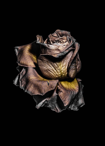Metallic Rose | INDRAMMET BILLEDE Indrammet billede MF