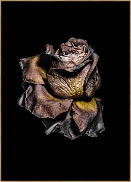 Metallic Rose | INDRAMMET BILLEDE Indrammet billede MF