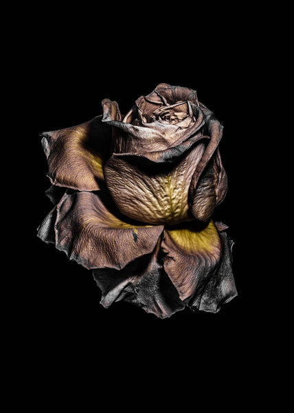 Metallic Rose | INDRAMMET BILLEDE Indrammet billede MF