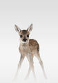 Misty Deer | PLAKAT