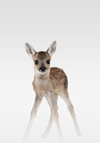 Misty Deer | PLAKAT Plakat MF