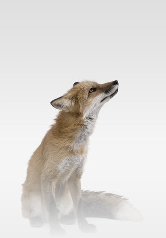 Misty Fox | PLAKAT Plakat MF