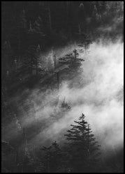Misty pine woods | INDRAMMET BILLEDE Indrammet billede MF 30x40 Sort