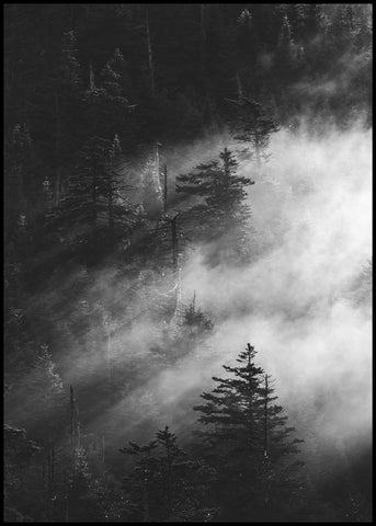 Misty pine woods | INDRAMMET BILLEDE Indrammet billede MF 30x40 Sort