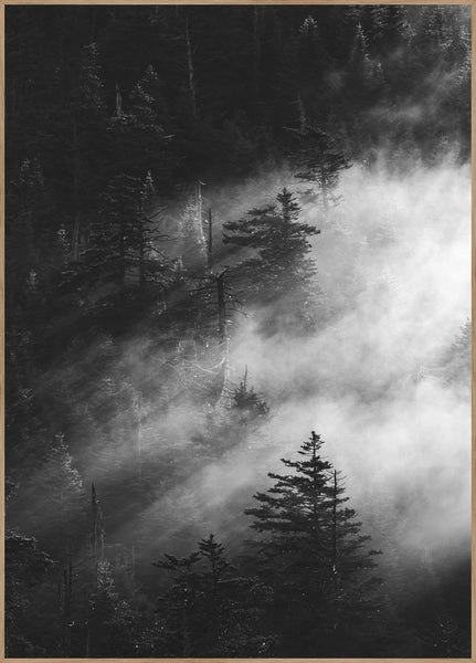 Misty pine woods | INDRAMMET BILLEDE Indrammet billede MF 30x40 Egeramme