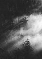 Misty pine woods | PLAKAT