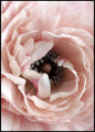 Opulent 6 | INDRAMMET BILLEDE