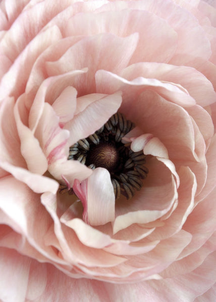 Opulent 6 | INDRAMMET BILLEDE Indrammet billede MF