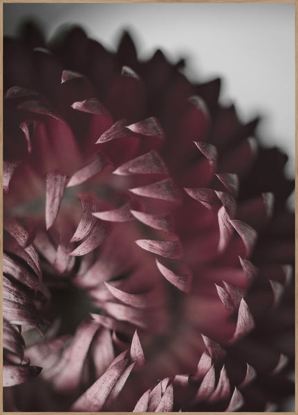 Opulent 7 | INDRAMMET BILLEDE Indrammet billede MF