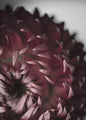 Opulent 7 | PLAKAT