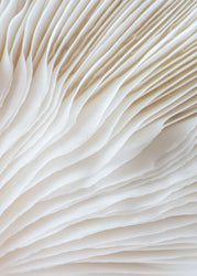 Organic Lines 2 | PLAKAT Plakat MF