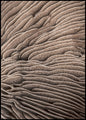 Organic Lines 3 | INDRAMMET BILLEDE