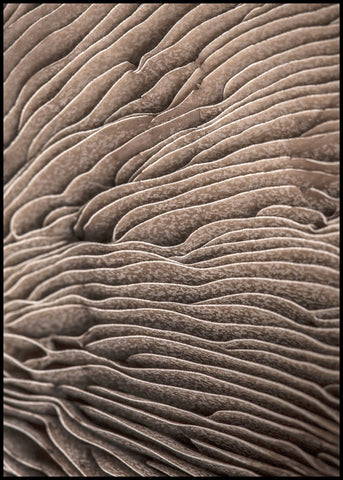 Organic Lines 3 | INDRAMMET BILLEDE Indrammet billede MF 30x40 Sort