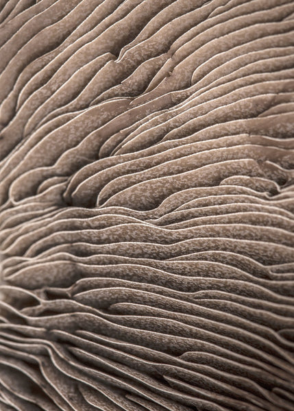 Organic Lines 3 | PLAKAT Plakat MF