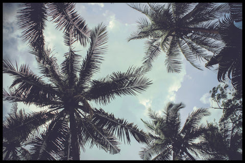 Palm Trees 2 | INDRAMMET BILLEDE Indrammet billede MF 30x40 Sort