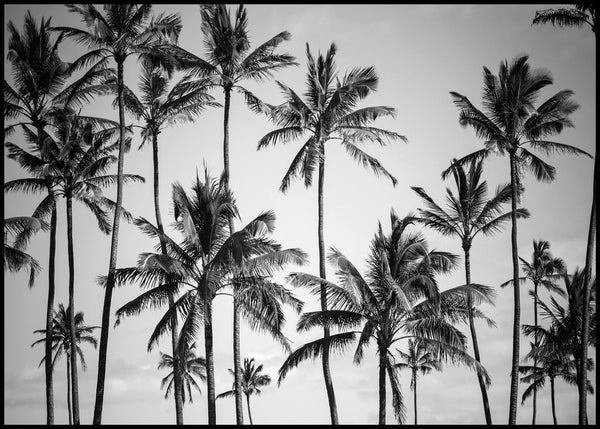 Palm heaven | INDRAMMET BILLEDE Indrammet billede MF 30x40 Sort