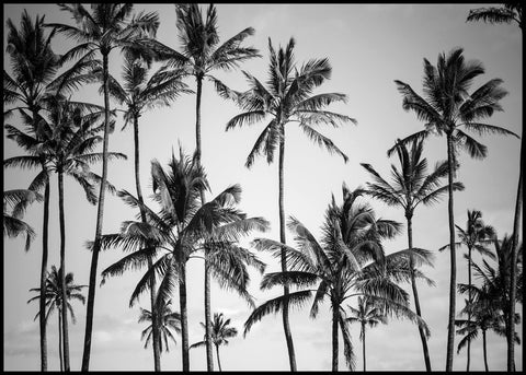 Palm heaven | INDRAMMET BILLEDE Indrammet billede MF 30x40 Sort