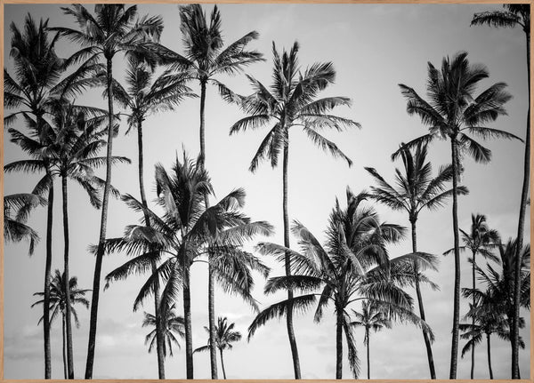 Palm heaven | INDRAMMET BILLEDE Indrammet billede MF 30x40 Egeramme