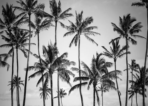 Palm heaven | PLAKAT Plakat MF