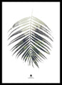 Palm leaf | PLAKAT