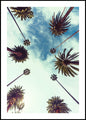 Palm sky 2 | INDRAMMET BILLEDE