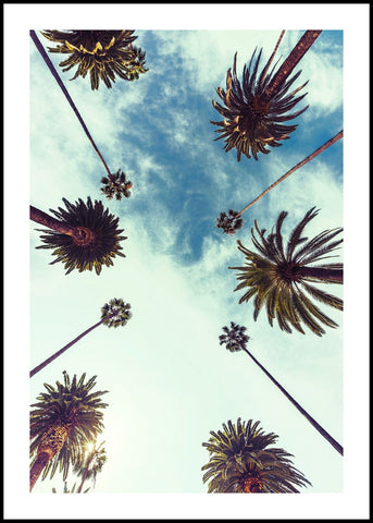 Palm sky 2 | INDRAMMET BILLEDE Indrammet billede MF 30x40 Sort