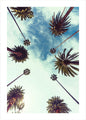 Palm sky 2 | PLAKAT