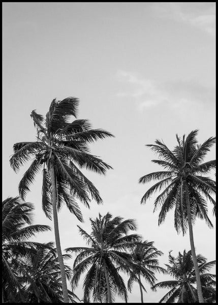 Palms in grey | INDRAMMET BILLEDE Indrammet billede MF 30x40 Sort