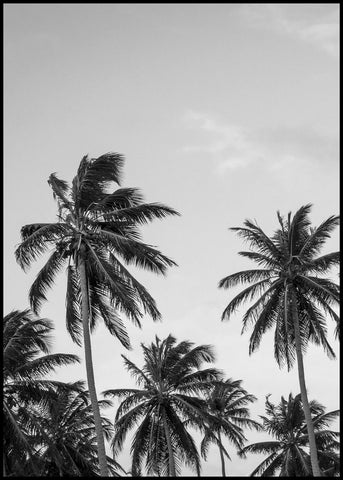 Palms in grey | INDRAMMET BILLEDE Indrammet billede MF 30x40 Sort