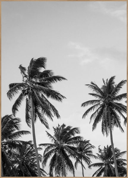 Palms in grey | INDRAMMET BILLEDE Indrammet billede MF 30x40 Egeramme