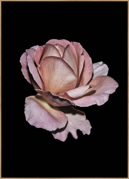 Pink Rose | INDRAMMET BILLEDE Indrammet billede MF