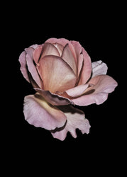 Pink Rose | PLAKAT Plakat MF