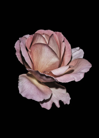 Pink Rose | PLAKAT Plakat MF