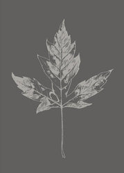 Botanica-5 | PLAKAT Plakat MF