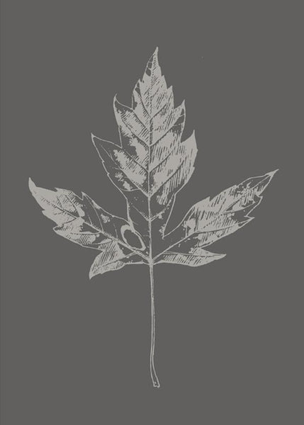 Botanica-5 | PLAKAT Plakat MF