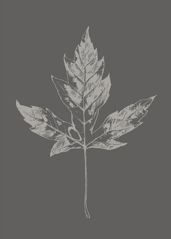 Botanica-5 | PLAKAT Plakat MF