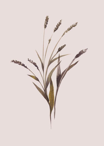 Wheat | PLAKAT Plakat MF