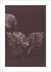 Pure Nature 5 | PLAKAT Plakat MF