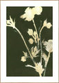 Pure Nature 6 | INDRAMMET BILLEDE