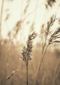 reed 3