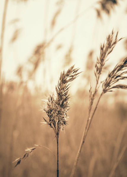 Reed 3 | INDRAMMET BILLEDE Indrammet billede MF