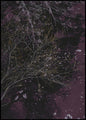 River of wine | INDRAMMET BILLEDE