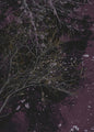 River of wine | PLAKAT