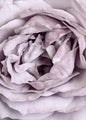 Rose Heart | PLAKAT | POSTER