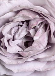 Rose Heart | PLAKAT | POSTER Plakat MF
