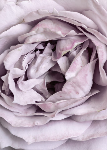 Rose Heart | PLAKAT | POSTER Plakat MF