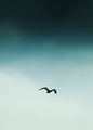 Seagull blue | PLAKAT