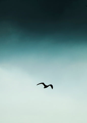 Seagull blue | PLAKAT Plakat MF
