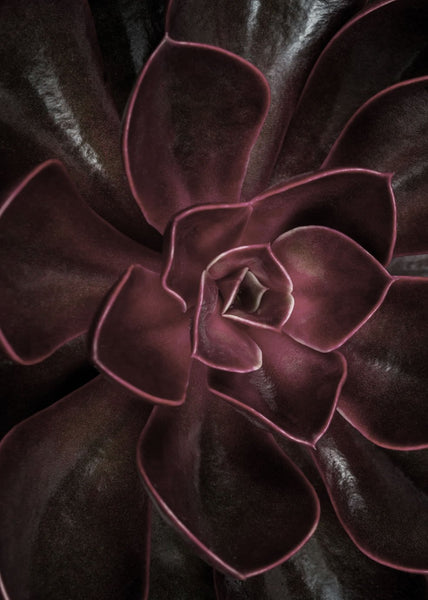 Secret 16 | INDRAMMET BILLEDE Indrammet billede MF