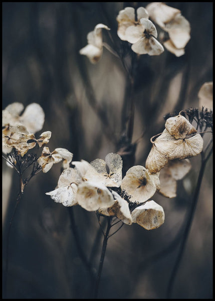 Secret 4 | INDRAMMET BILLEDE Indrammet billede MF 30x40 Sort